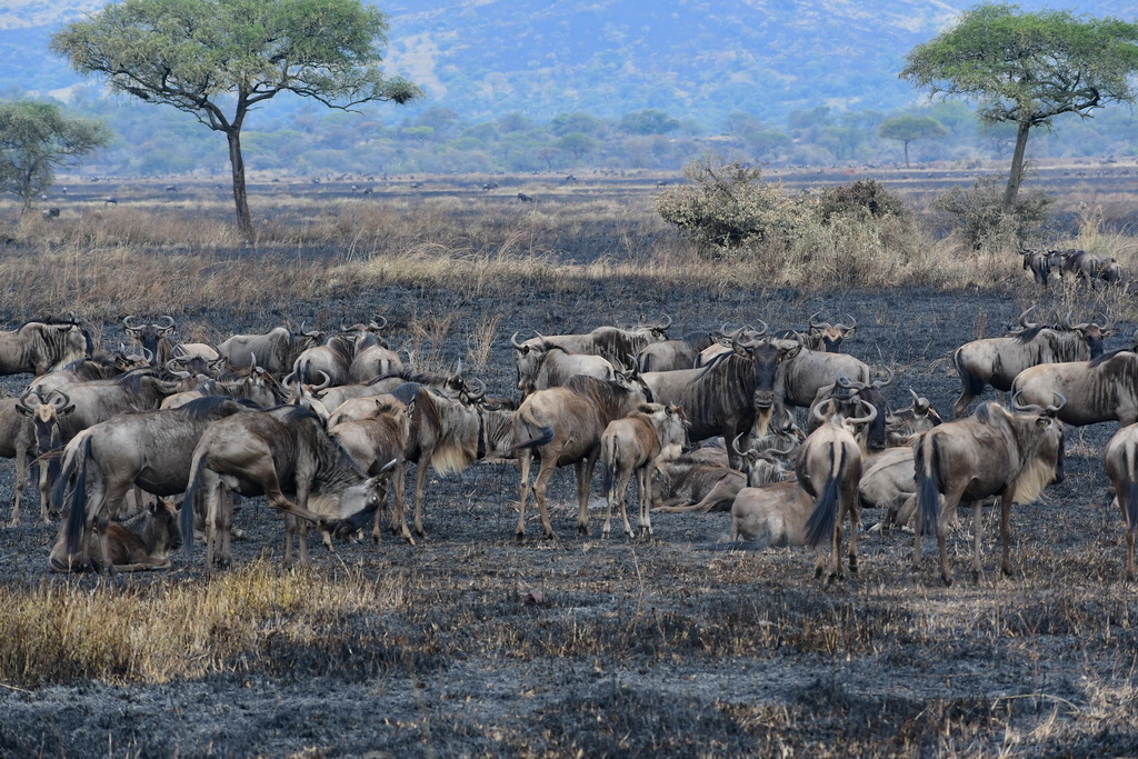 Drive to Central Serengeti